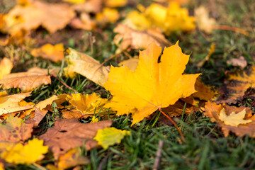 Delightful autumn yellow maple leaves close-up with place for text.