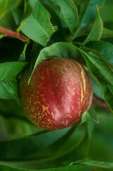 Nectarines | Nectarine