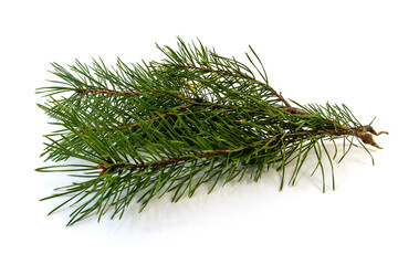 pine branch, isolate, design element for christmas