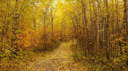 Obraz premium autumn in the forest