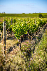 Fototapeta na wymiar Vigne au printemps dans un vignoble en France.
