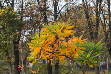 Delightful autumn yellow maple leaves close-up with place for text.