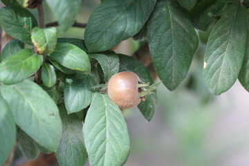 Medlar | Nèfle commune