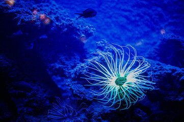 Anémone de mer aux couleurs incroyables dans un aquarium