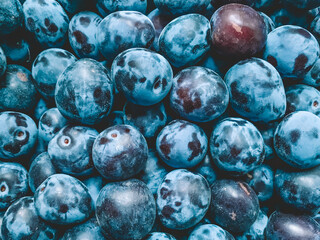 Fresh prunes close-up. Photo from above. Fruit harvest collected in the garden. Healthy food, gardening, vitamins.