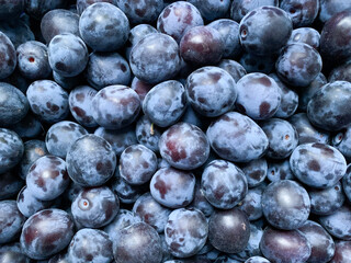 Fresh prunes close-up. Photo from above. Fruit harvest collected in the garden. Healthy food, gardening, vitamins.