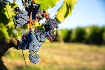 Grappe de raisin noir ou pourpre dans les vigne au soleil.