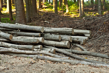 The felled trees lie on the ground. Logs on a pile on a background of the forest. The concept of illegal deforestation and environmental protection.