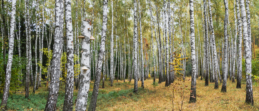 Beautiful autumn birch forest.