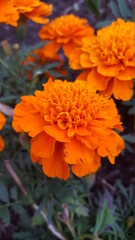 orange flower in the garden