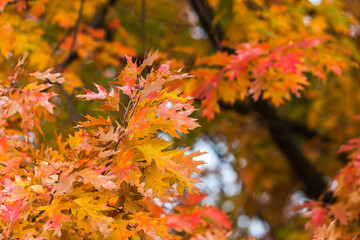 Delightful autumn orange maple leaves close-up with place for text.