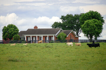 Fototapeta na wymiar Cattle farm. Modern farm cowshed. Milking cows. Cows eating lucerne hay.