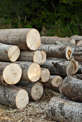 The felled trees lie on the ground. Logs close up on a pile on a forest background. The concept of illegal deforestation and environmental protection.