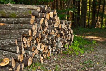 The felled trees lie on the ground. Logs on a pile on a background of the forest. The concept of...