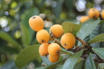 Loquat | Nèfle du Japon