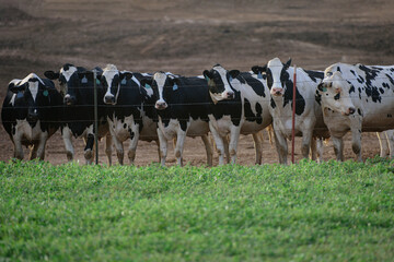 Cows in a farm. Dairy cows. Cow on farmland. Herd of cows grazing at summer green field.