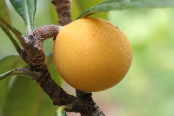 Loquat | Nèfle du Japon
