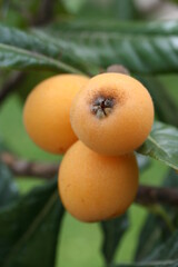 Loquat | Nèfle du Japon