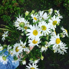 daisies in a garden