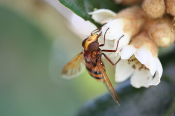Loquat | Nèfle du Japon