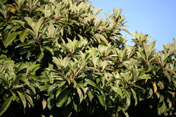 Loquat | Nèfle du Japon