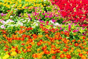 Flowers on flower market, selling colorful flowers on Bangkok market, Thailand