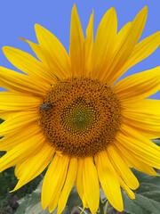Obraz premium Blooming sunflower on a bright blue background