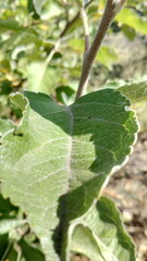 Obraz premium leaves on a tree
