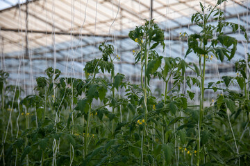 Huge greenhouse with thousands of tomato plants growing, with strings leading them upwards....