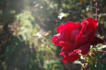 Red Flower of Rose 'Victor Hugo' in Full Bloom
