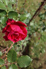 Red Flower of Rose 'Victor Hugo' in Full Bloom
