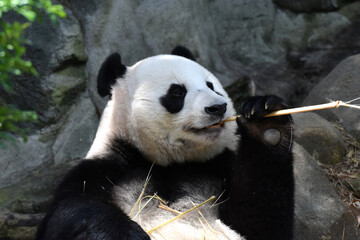 Giant panda eating on the ground