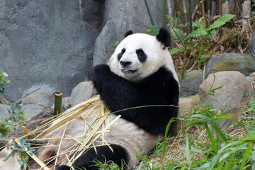Obraz na płótnie Canvas Giant panda eating on the ground
