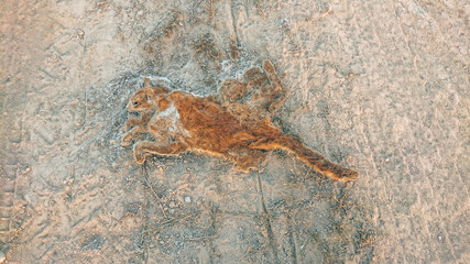 Dead cat on an  road