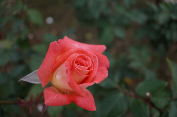 Light Pink Flower of Rose 'Violet Carson' in Full Bloom
