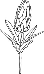 Wedding Protea isolated on white background, Vector Protea hand drawing