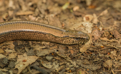 slowworm, blindworm, deaf adder or long-cripple (Anguis fragilis) head detail