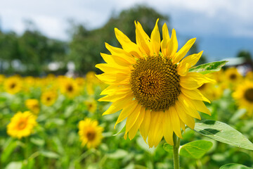 山梨県山中湖村にある花の都公園のひまわり畑