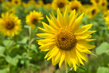 Obraz premium 山梨県山中湖村にある花の都公園のひまわり畑