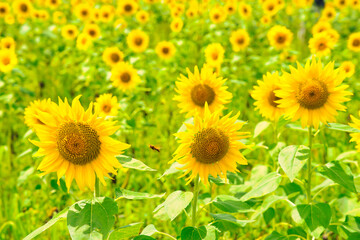 Fototapeta premium 山梨県山中湖村にある花の都公園のひまわり畑