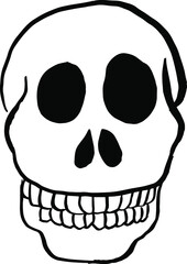 Drawing of a human skull. Skull in vector.