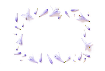 White and light purple flowers on a white background