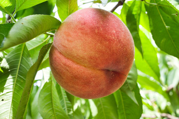 山梨県笛吹市の桃狩り