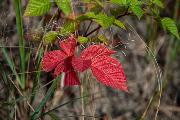red and green