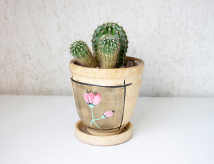 Pot with cacti