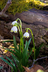 snowflake flower near the log. spring nature background in forest