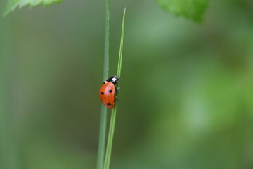 Ladybug, ladybird in the grass macro