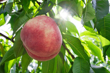 山梨県笛吹市の桃狩り