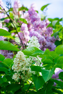 lilac blossom. beautiful scenery in the garden. sunny nature background in springtime