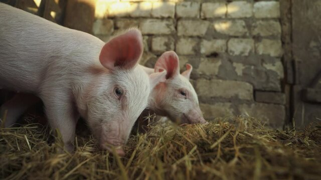 Little pink pigs dig in the straw. Piglets in a pigsty on a farm. The piglets are looking for food. Pig breeding business. Livestock raising. Pig cubs in the barn. Cage